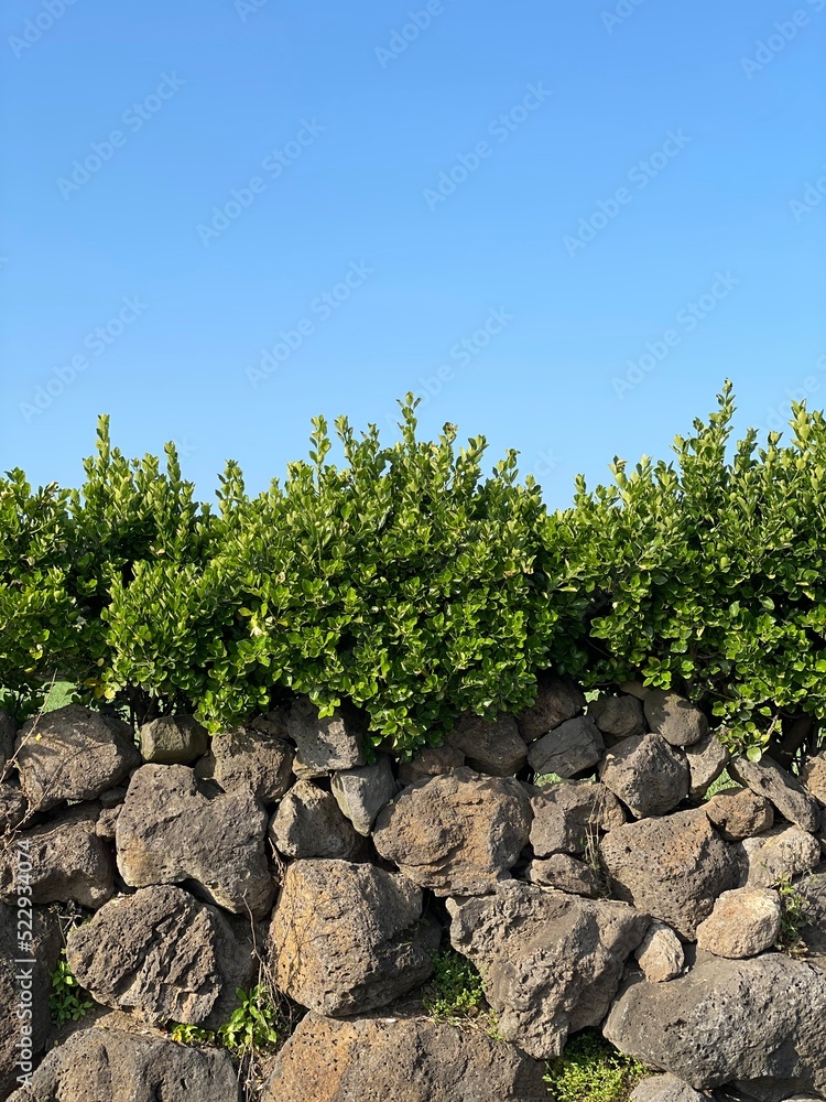 vineyard wall