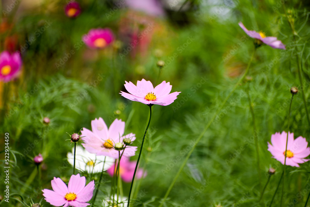 Garden cosmos or Mexican aster (Cosmos bipinnatus) blooming in the garden at Zoological Garden, Alipore Zoo Garden cosmos or Mexican aster (Cosmos bipinnatus) blooming in the garden at Zoological Garden, Alipore Zoo