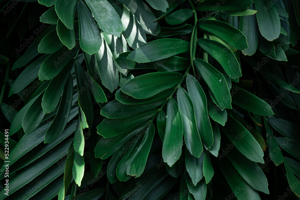 Fototapeta premium Full Frame of Green Leaves Pattern Background, Nature Lush Foliage Leaf Texture, tropical leaf