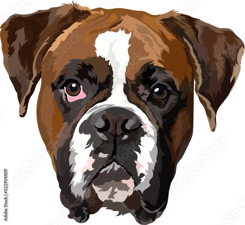 Portrait. German boxer vector illustration