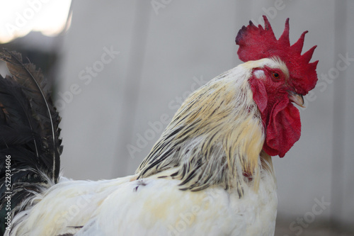 CHICKENS AT THE FARM