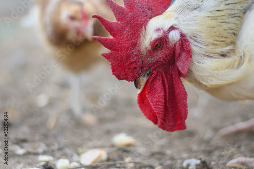 CHICKENS AT THE FARM