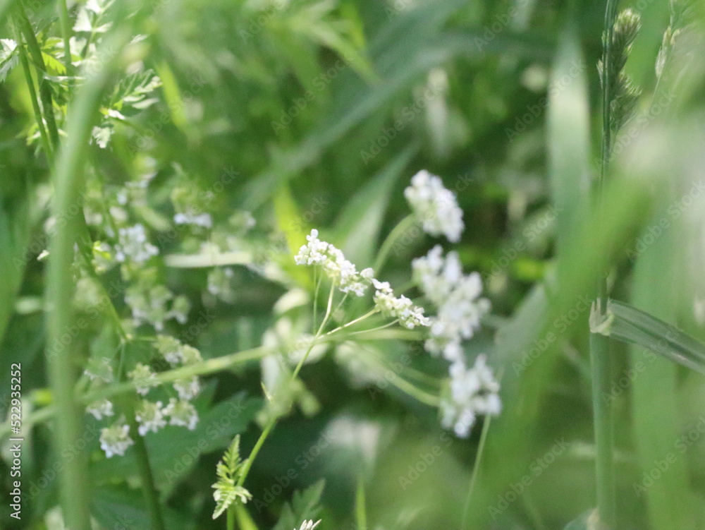 Small white flowers on blurred green background