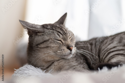 眠そうな猫　サバトラ猫 © rai