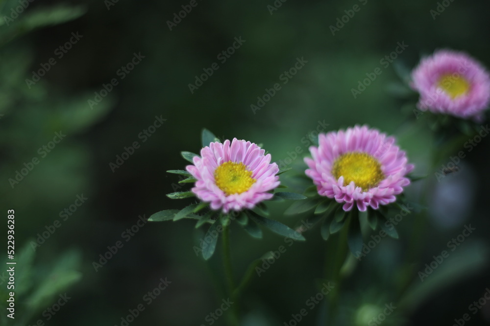 flowers flowers