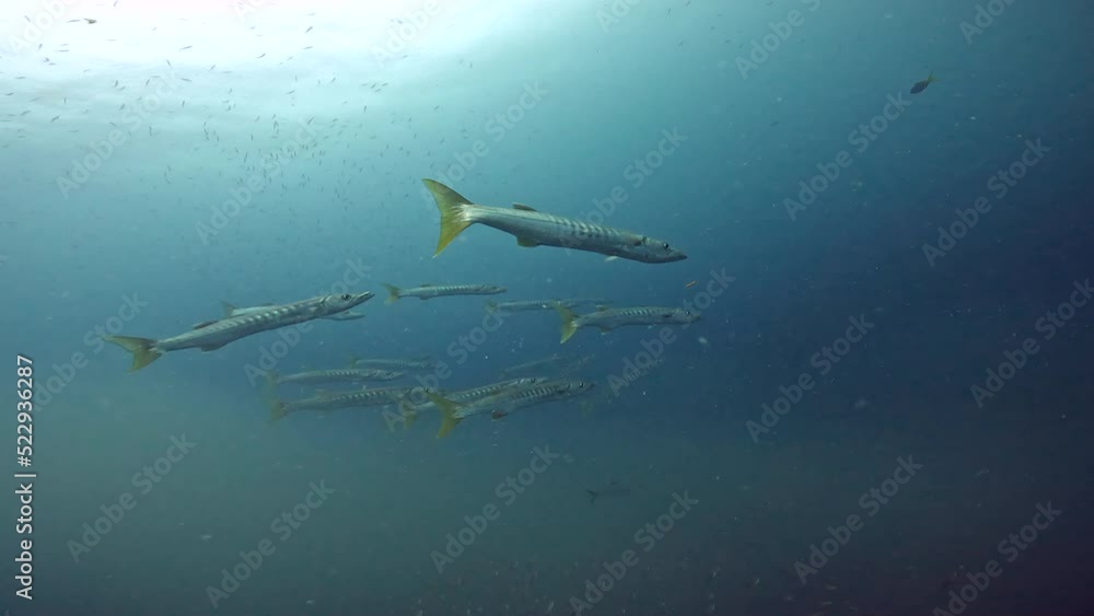 Under Water Film of about a 10 Barracuda fish in mid water depth in southern Thailand Under Water Film of about a 10 Barracuda fish in mid water depth in southern Thailand
