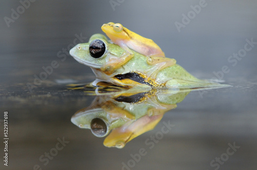 frog in puddle, flying frog, yellow frog,