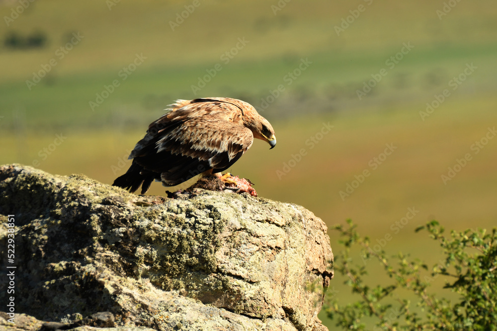 Fototapeta premium aguila imperial en la sierra abulense.