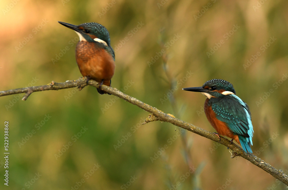 Fototapeta premium martin pescador en el rio adaja en avila