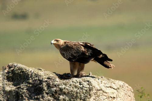 aguila imperial en la sierra abulense.