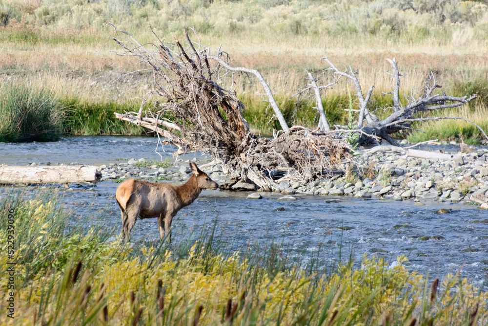 Naklejka premium Elk or Wapiti, Cervus canadensis, standing in a river