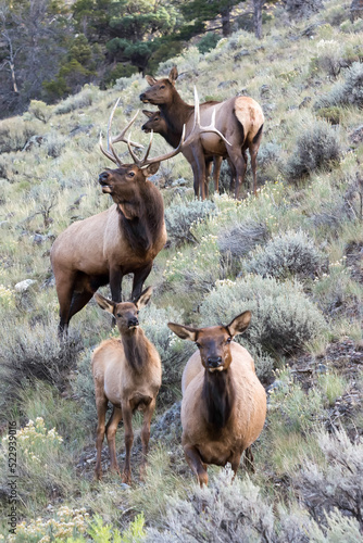 A family of Elk or Wapiti, Cervus canadensis, walking through scrubland in Yellowstone