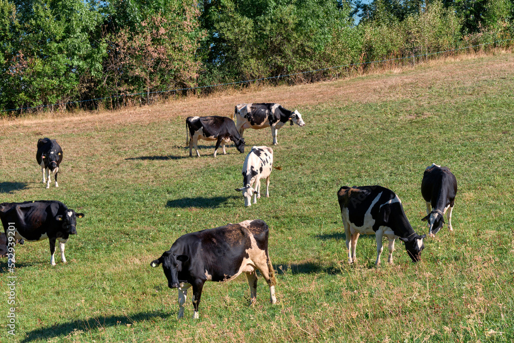 Beautiful Holstein swiss cows in Jura swiss meadows