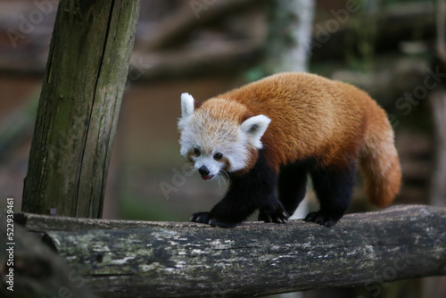 Panda roux dans le parc animalier de Sainte-Croix en Moselle