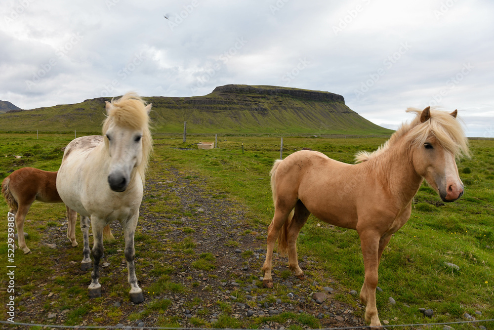 View at horses on Snaefellsnes penisola in Iceland View at horses on Snaefellsnes penisola in Iceland