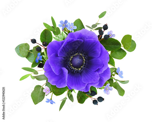 Blue anemone flower, forget...
