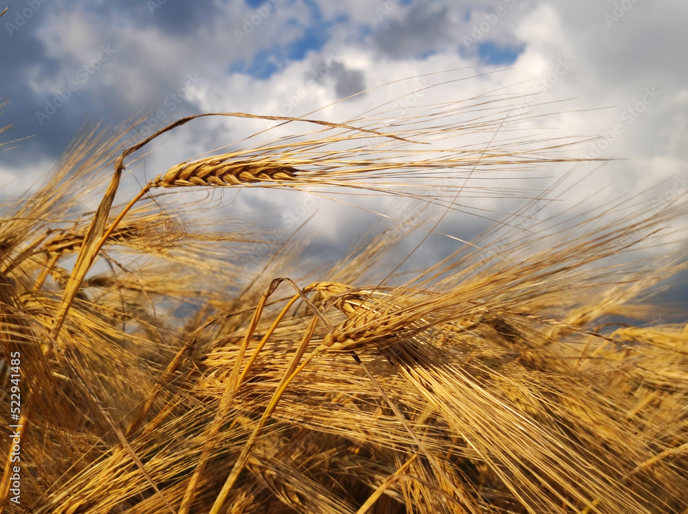 golden ripe wheat field in sunlight golden ripe wheat field in sunlight