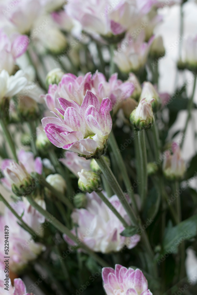 purple flowers are beautiful.