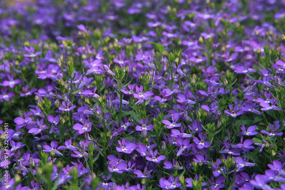 Selective focus close-up violet flowers(Purple flower).Blooming in the garden. Selective focus close-up violet flowers(Purple flower).Blooming in the garden.