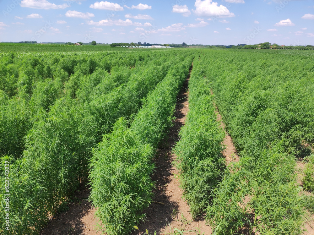 green hemp field in sunlight green hemp field in sunlight