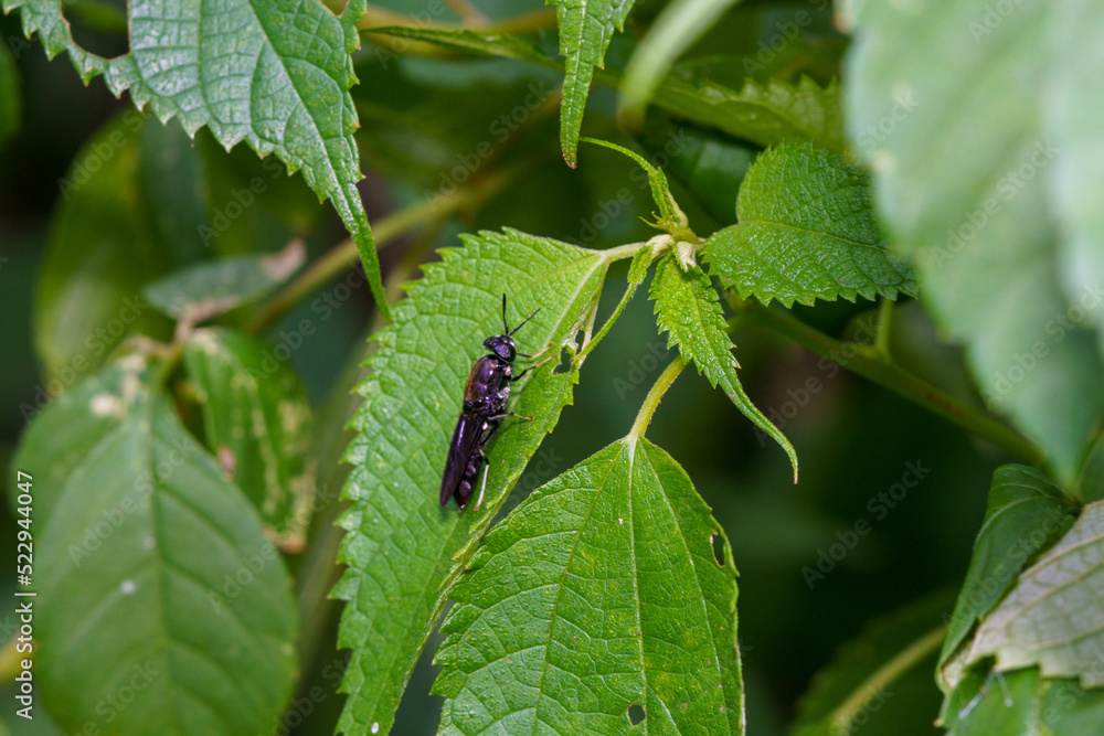 森で見つけた昆虫 森で見つけた昆虫