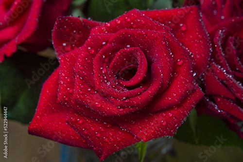 Red rose flover covered with water drops close-up