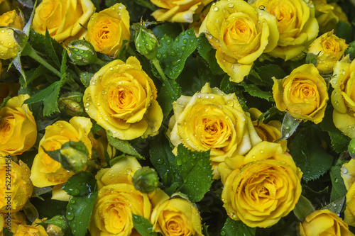 Background of yellow rose flowers close-up © Igor Pyekhtyeryev