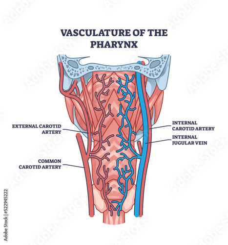 Vasculature of pharynx as throat blood artery and vein system outline diagram. Labeled educational scheme with medical external carotid, common internal or jugular vessels location vector illustration photo