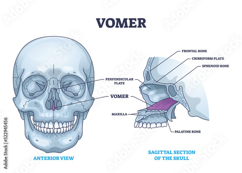 Vomer bone with facial skeleton and frontal nasal cavity outline diagram. Labeled educational nose skeletal structure vector illustration. Perpendicular or cribriform plate, sphenoid and maxilla. photo