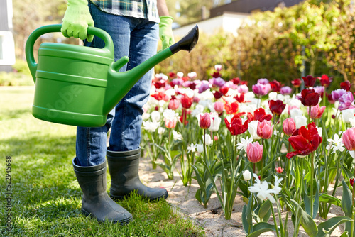 gardening and people concept - close up of man with watering can and tulip flowers at garden #522945668