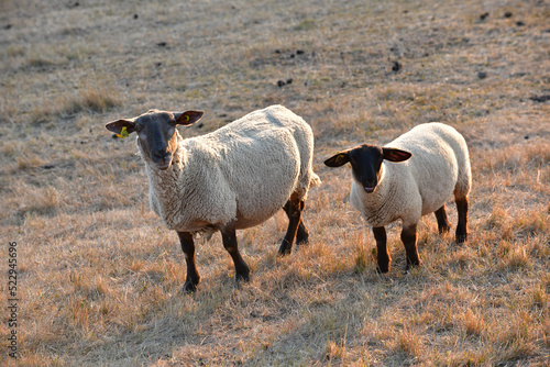 mouton et agneau photo