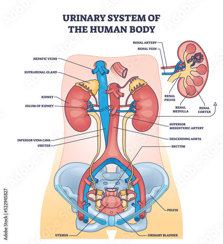 Urinary system of human body with inner organs anatomy outline diagram. Labeled educational scheme with kidney location and blood circulation using renal artery, aorta and veins vector illustration.