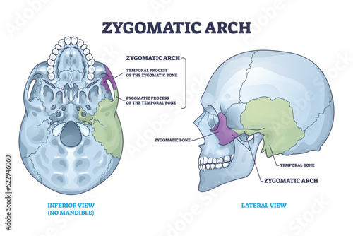Zygomatic acrh with skull cheekbone skeletal parts anatomy outline diagram. Labeled educational medical scheme with temporal process of bone location from inferior and lateral view vector illustration