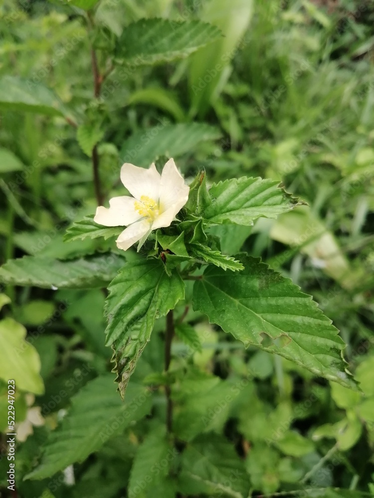 Fototapeta premium white flower in the garden