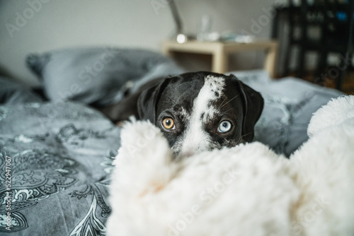 Puppy playing with teddy bear in the bed