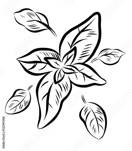 Hand drawn sketch style basil. Herbal engraved style illustration isolated on white background