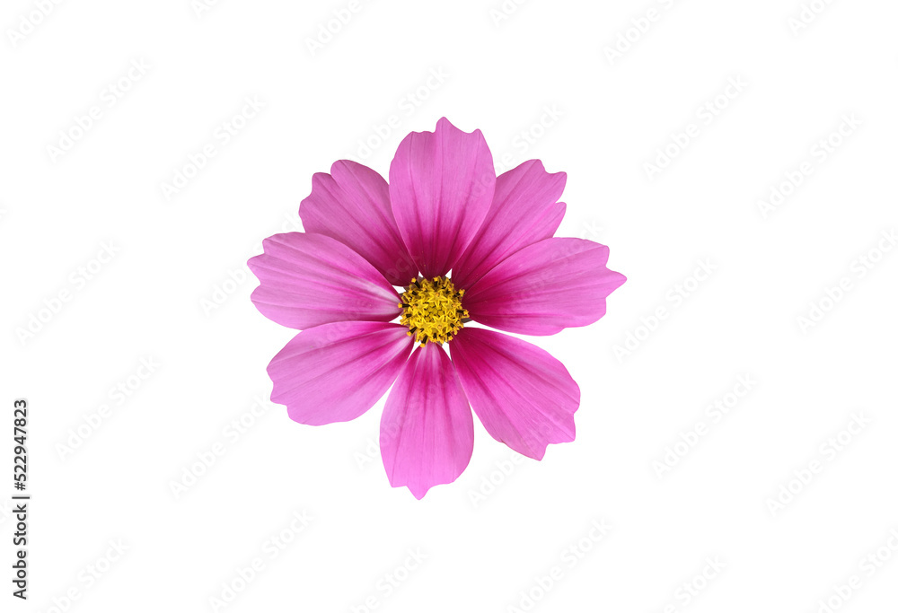 Isolated cosmos blooming flower.