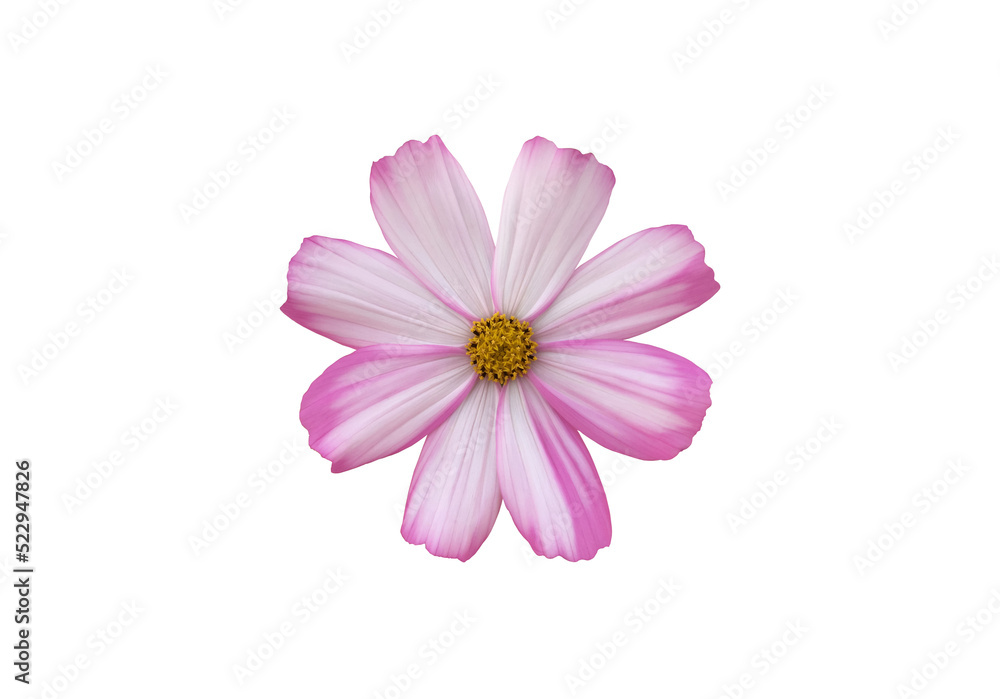 Fototapeta premium Isolated pink cosmos flower blooming.
