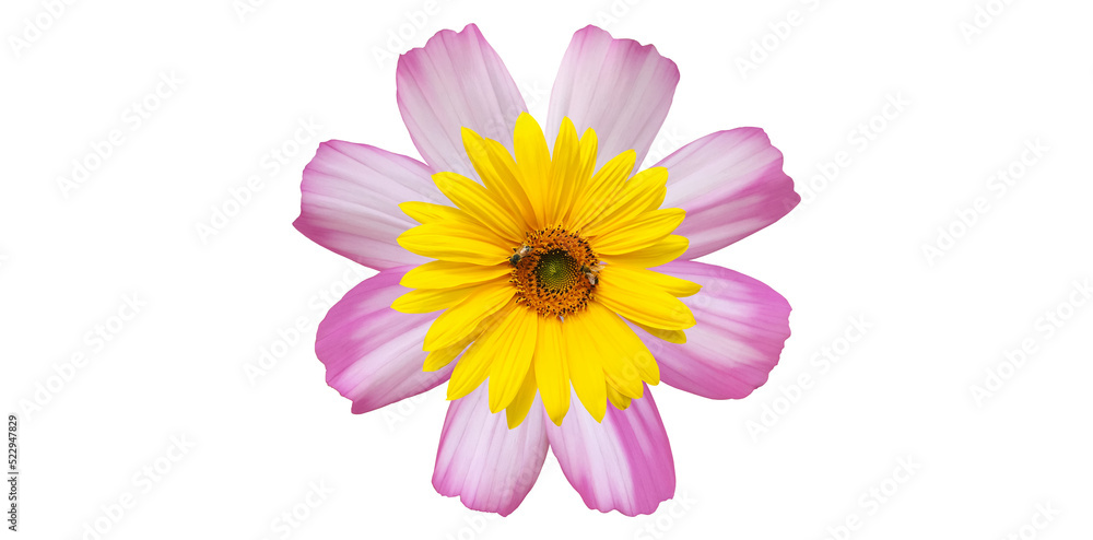 Isolated pink, yellow, cosmos flowers Isolated pink, yellow, cosmos flowers