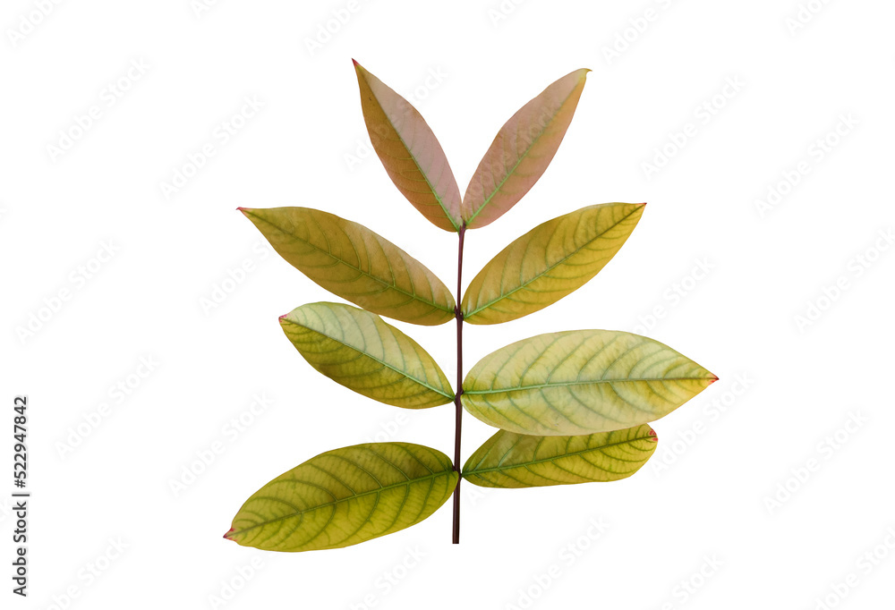 Isolated withered or rotten crape myrtle or lagerstroemia speciosa leaf.