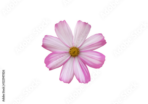 Isolated pink cosmos flower blooming.