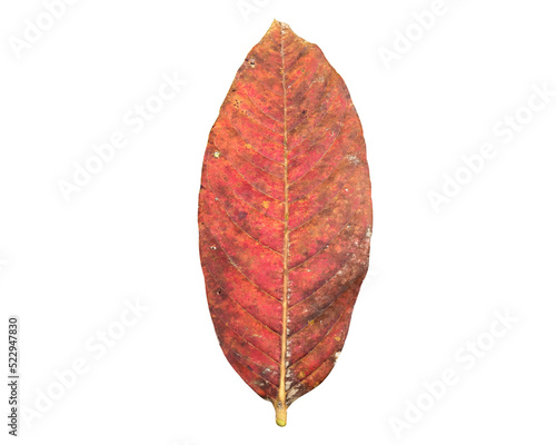 Isolated withered or rotten crape myrtle or lagerstroemia speciosa leaf.