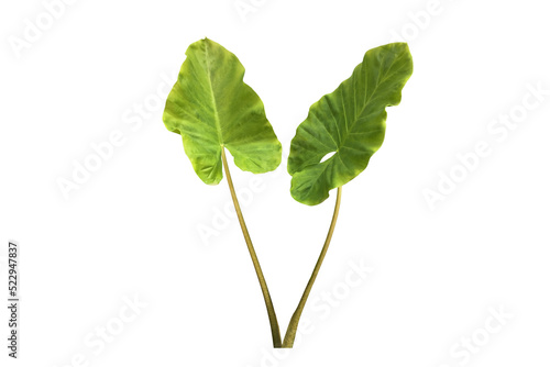 Isolated tropical alocasia caladium or elephant ear leaf.