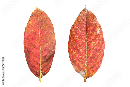 Isolated withered or rotten crape myrtle or lagerstroemia speciosa leaf. photo
