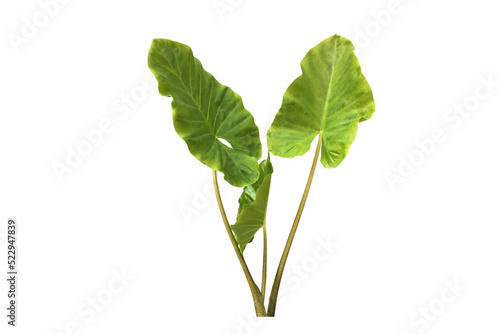 Isolated tropical alocasia caladium or elephant ear leaf.