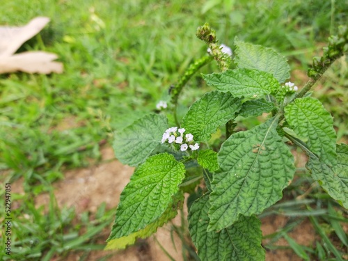 Heliotropium indicum plants. It is an annual hirsute plant. It's other name Indian heliotrope and  Indian turnsole. This is a common weed in waste places and settled areas. It is widely used in native
