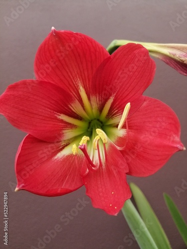 red hibiscus flower