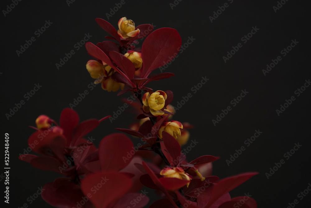 Branches of red barberry with yellow flowers close up on a dark background. Selective focus. Natural background Branches of red barberry with yellow flowers close up on a dark background. Selective focus. Natural background