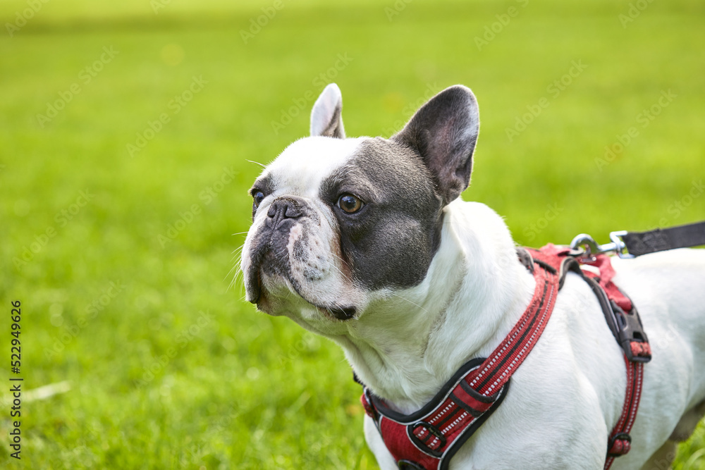 perro, bulldog, bulldog francés perro, bulldog, bulldog francés