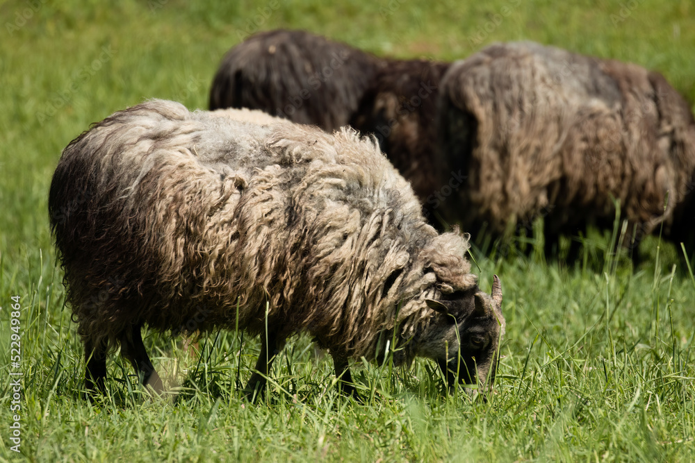 Sheep in the pasture. The animals that produce wool on their bodies walk in the green meadow and
